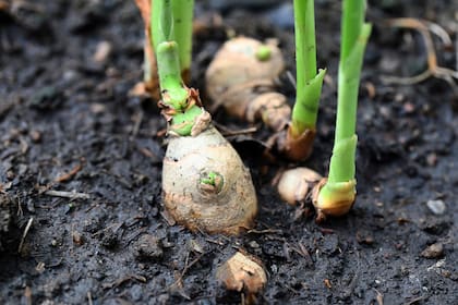 Debajo del suelo late la fuerza de superalimentos como el jengibre