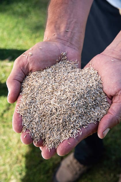 Debe evitarse el contacto de las semillas con el rocío, ya que actúa como “pegamento” sobre las hojas y no permite que lleguen a la tierra para iniciar su ciclo