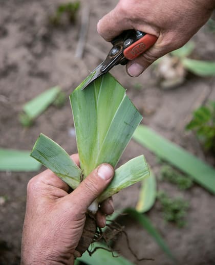 Debemos cortamos el follaje como un abanico