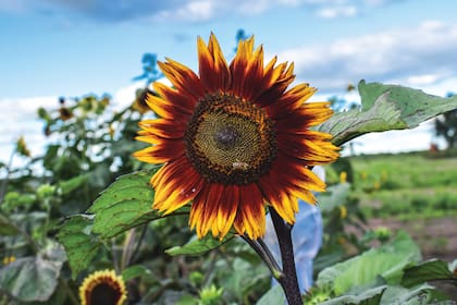 Deben tener cuidado en su consumo todos aquellos que tengan un diagnóstico de hipertensión arterial
