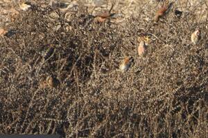 Deberás prestar mucha atención y descubrir los pajaritos ocultos.