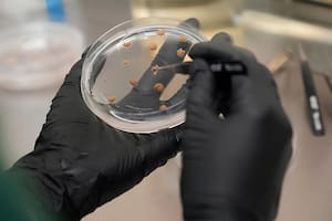 Debido a la disparada en el precio del cacao, los grandes fabricantes de chocolate están apelando a fórmulas no tradicionales para sustituir el producto