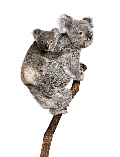 Debido a la falta de alimento y refugio los koalas sufren la pérdida de sus hábitats y están en peligro de exitinción