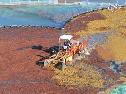 Debido a la llegada del sargazo y la baja en el turismo estadounidense, el hospedaje en la costa mexicana cayó