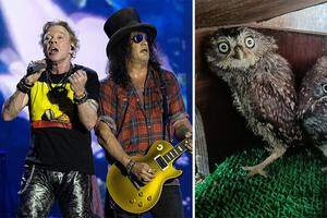 Debido a que fueron encontrados luego del concierto de Guns N' Roses, los búhos fueron bautizados como Axl y Slash