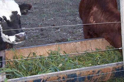 Debido a que las hojas de eucaliptus, en verano, se secaban muy rápido y los animales reducían considerablemente su consumo se realizaron dos cortes y suministro por día