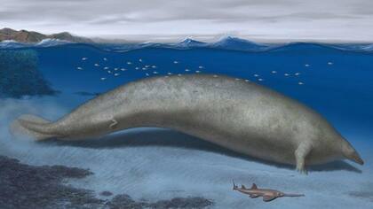 Debido a sus huesos densos y pesados, el Perucetus colossus solamente podía buscar alimento en aguas poco profundas.