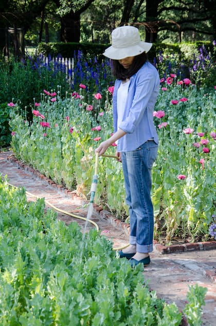 Debido al calor, la transpiración de las plantas aumenta como un mecanismo de enfriamiento y puede llevar a la deshidratación si no se riegan