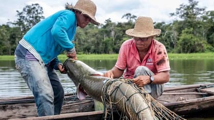 Décadas de sobrepesca llevaron a una prohibición temporal de la captura del pirarucu a Décadas de sobrepesca llevaron a una prohibición temporal de la captura del pirarucu a finales de la década de 1990