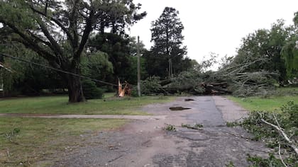 Decenas de árboles caídos fue el saldo del brutal temporal en Pergamino