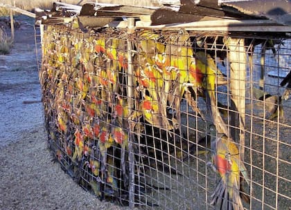 Decenas de loros barranqueros confinados para el comercio ilegal de mascotas