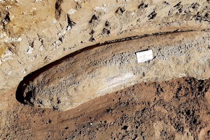 Decenas de restos fósiles de gliptodontes y de los antepasados prehistóricos del elefante y el caballo que habitaron hace más de 10 mil años el territorio bonaerense fueron hallados en el río Salado, a la altura de la ciudad bonaerense de Junín