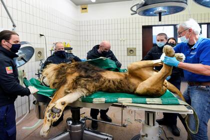 Decidieron realizarle una vasectomía y no castrarlo para que conservara su melena