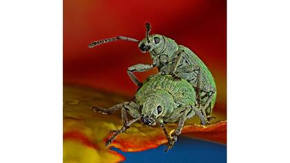 Décimo puesto del Nikon Small World 2017