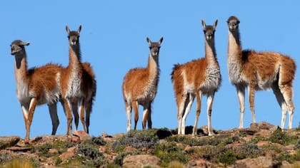 Decomisaron 120 kilos de carne de Guanaco en Mendoza