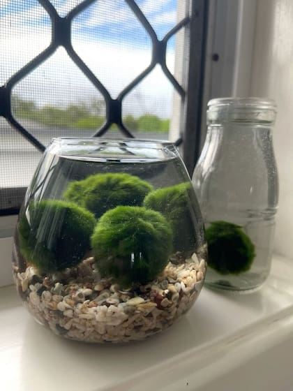 Decorativa, longeva y de buena suerte: la planta que está ganando popularidad (Imagen ilustrativa)