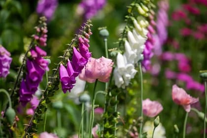 Dedaleras y amapolas: ambas hermosas, problemáticas, pero también fuentes de algunos de los compuestos más importantes de la farmacología moderna