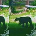 Los vecinos de Escobar siguen en alerta por la presencia del animal en la zona del Country Náutico
