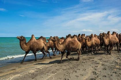 Definitivamente, estos que están caminando a la orilla de un lago en Mongolia no son dromedarios