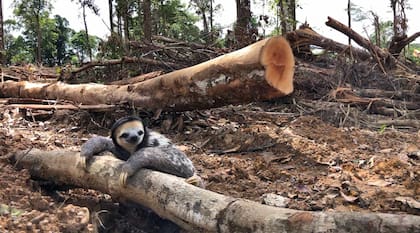 Deforestación en Guayana Francesa