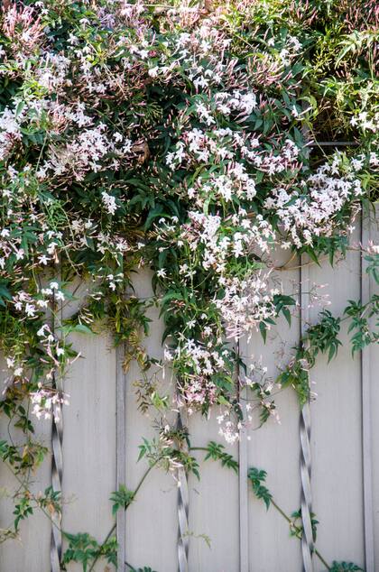 Dejar que cada especie exprese su carácter en un marco de armonía general