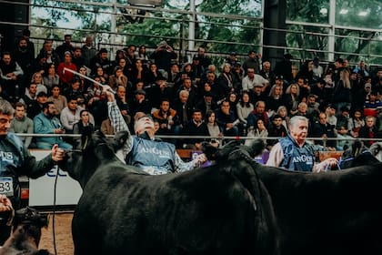 Del 19 al 23 de mayo, la tradicional pista de Palermo se transformará en el gran escenario de la ganadería argentina con una nueva edición de la Semana Angus 2025
