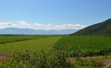 Del otro costado de la circunvalación, el INTA también tiene hectáreas productivas