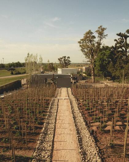 Del reconocido enólogo Alejandro Vigil (Foto: Instagram: @estancia.vigil)
