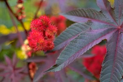 Del Ricinus communis se extrae una toxina tan potente que basta una cantidad microscópica para matar a una persona