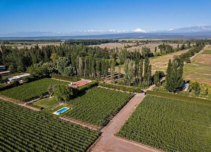 Deleitate con los viñedos de malbec que conforman el jardín de Finca Garciarena