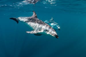Estudian los códigos que usan delfines de Tierra del Fuego para comunicarse