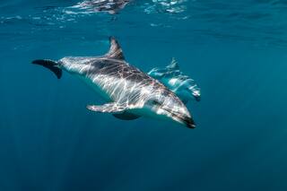 Estudian los códigos que usan delfines de Tierra del Fuego para comunicarse