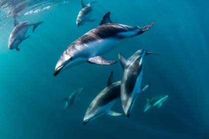 Los delfines oscuros arman grupos grandes, de diez a 30 individuos