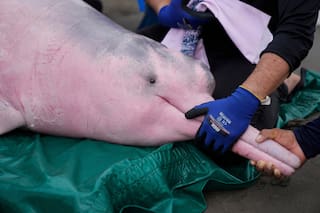 Delfín rosado del Amazonas enfrenta cada vez una mayor amenaza por el mercurio