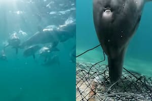 Grabaron a una “pandilla” de delfines en acción: “Más astutos que los humanos”