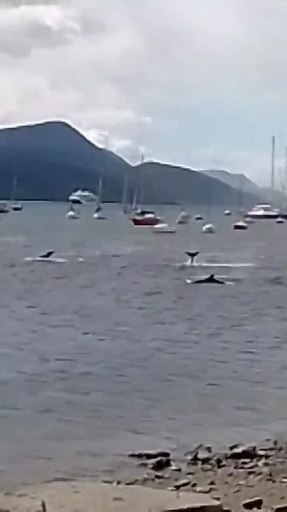 Delfines desorientados en la costa de Ushuaia, en febrero pasado