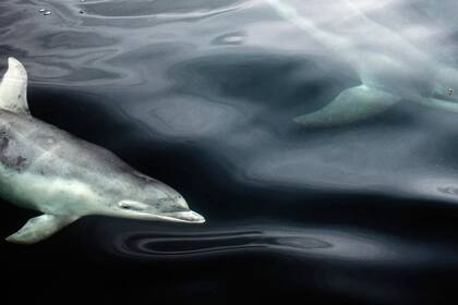 Delfines mulares nadan en aguas escocesas