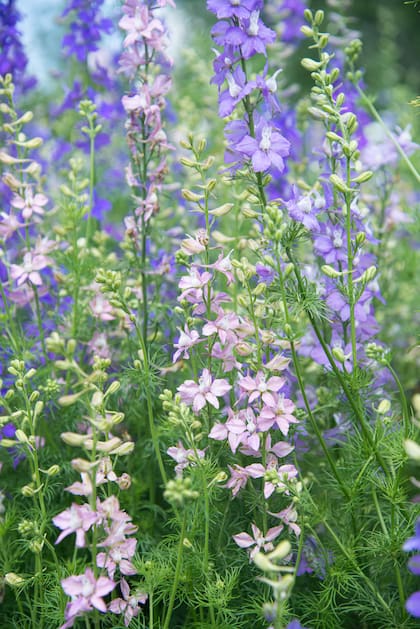 .Delphinium ajacis (espuela caballlero)