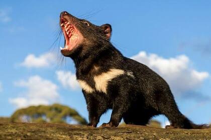 El tamaño y la potencia de su mandíbula, junto a la voracidad carnívora que lo caracteriza, motivaron su particular nombre