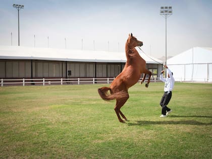 Demostración con caballos árabes en las afueras de Riyadh.