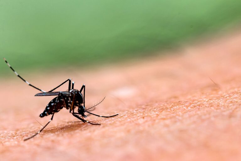 Mapa porteño del dengue: cuáles son los barrios más afectados en un brote que ya superó los 10.000 casos