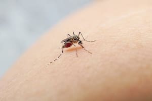 Se registraron 79 muertos y 120.000 infectados por dengue desde agosto de 2023
