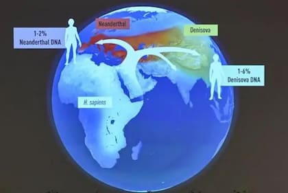 Los denisovanos se establecieron en Asia y Oceanía, donde se mezclaron con los Homo sapiens, quienes posteriormente llegaron a América.