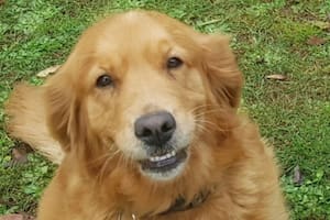 Denni, una golden retriever de 9 años, sorprendió a su dueño (Foto: The Dodo)