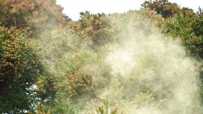 Densas nubes de polen se desprenden de los bosques de cedro japonés en primavera (FOTO: GETTY)