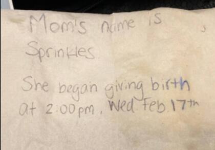 Dentro de la bolsa, además de la gata y sus gatitos encontraron una nota con su nombre y con los datos de la hora del parto