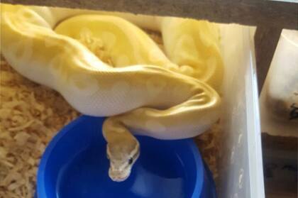 Dentro de las serpientes halladas había varias pitones, boas y esmeraldas que querían ser comercializadas ilegalmente.