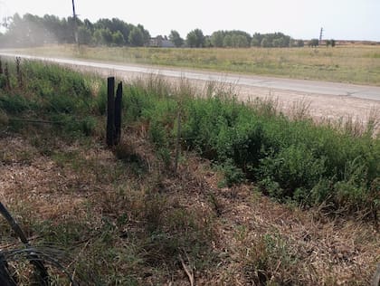 Dentro del campo hay más de 100 vacas que podían salir a la ruta