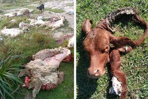 Denuncian faena clandestina en campos cercanos a la frontera con Brasil