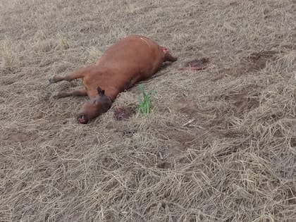 Denunciaron matanza de vacunos y caballos